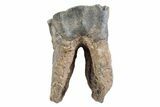 Fossil Woolly Rhino (Coelodonta) Tooth - Siberia #370953-1